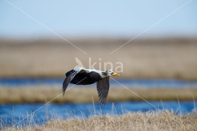 Spectacled Eider (Somateria fischeri)