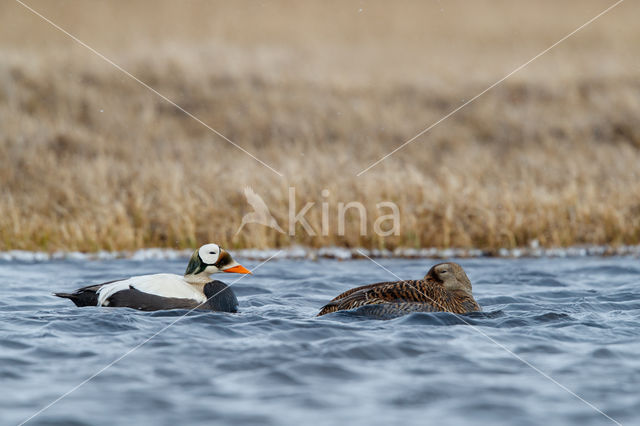 Spectacled Eider (Somateria fischeri)