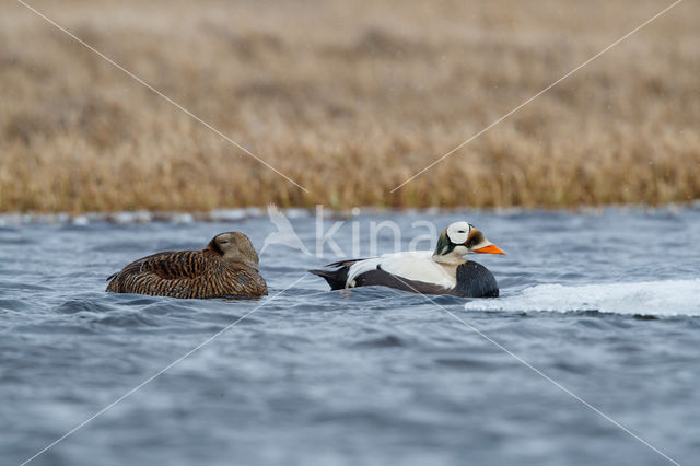 Spectacled Eider (Somateria fischeri)