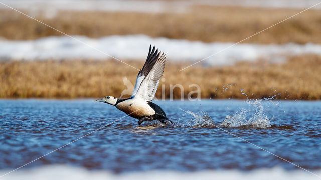 Steller's Eider (Polysticta stelleri)