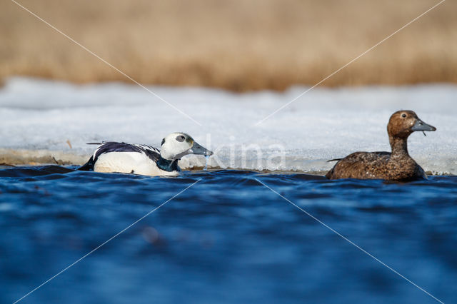 Steller's Eider (Polysticta stelleri)