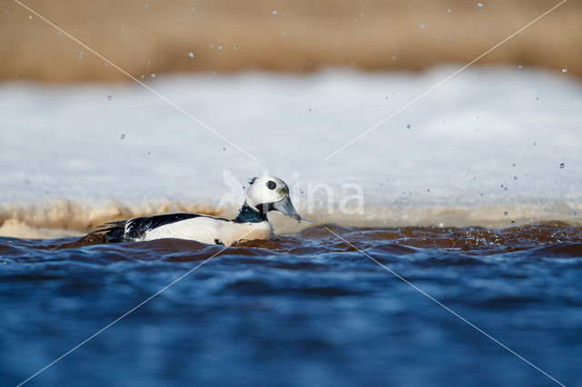 Steller's Eider (Polysticta stelleri)