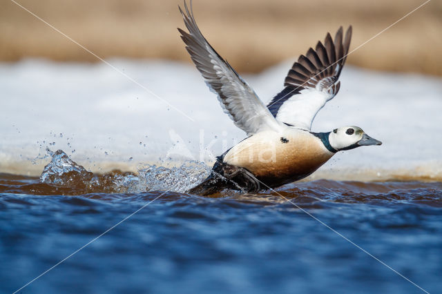 Steller's Eider (Polysticta stelleri)