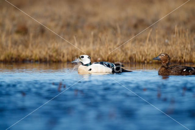 Steller's Eider (Polysticta stelleri)