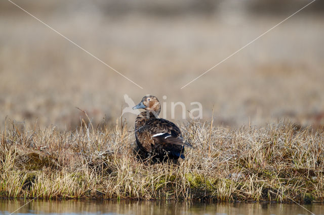 Steller's Eider (Polysticta stelleri)