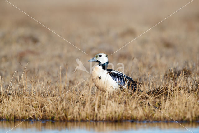 Steller's Eider (Polysticta stelleri)