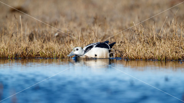 Steller's Eider (Polysticta stelleri)