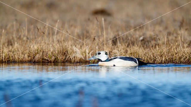 Steller's Eider (Polysticta stelleri)