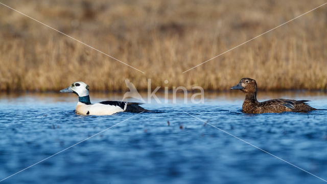 Steller's Eider (Polysticta stelleri)