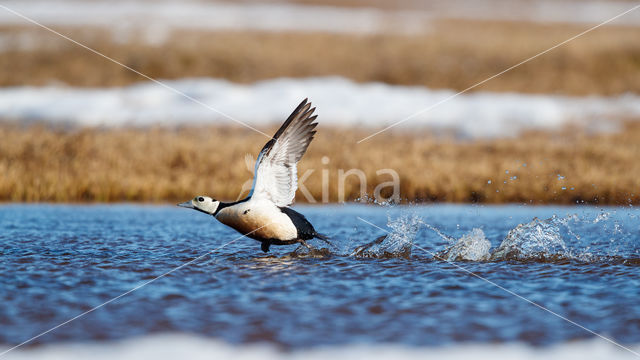 Steller's Eider (Polysticta stelleri)