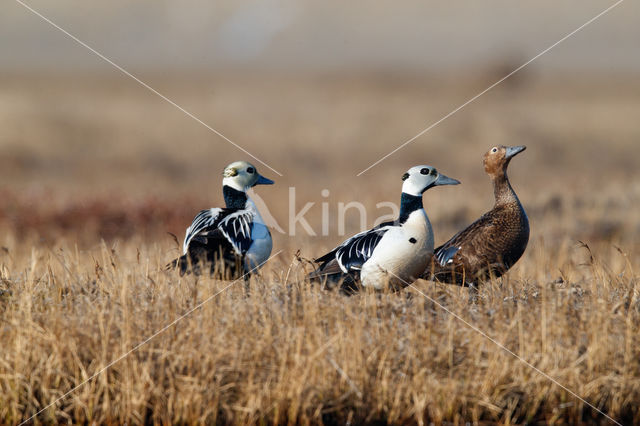 Steller's Eider (Polysticta stelleri)