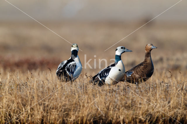 Steller's Eider (Polysticta stelleri)