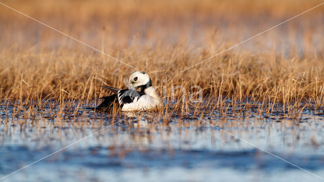 Steller's Eider (Polysticta stelleri)