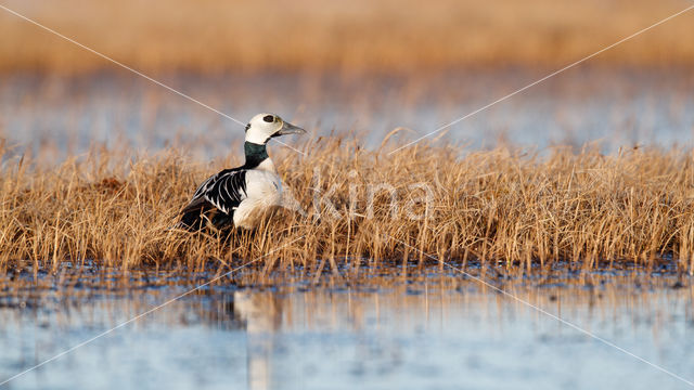 Steller's Eider (Polysticta stelleri)