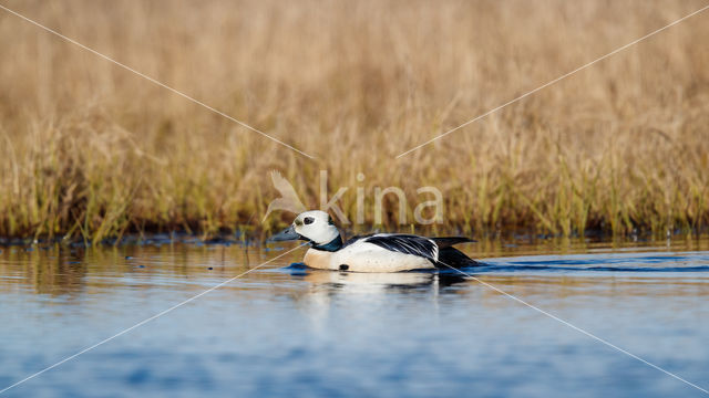 Steller's Eider (Polysticta stelleri)