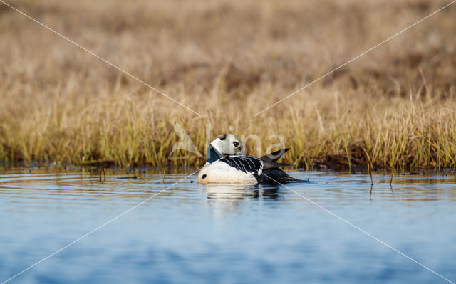 Steller's Eider (Polysticta stelleri)