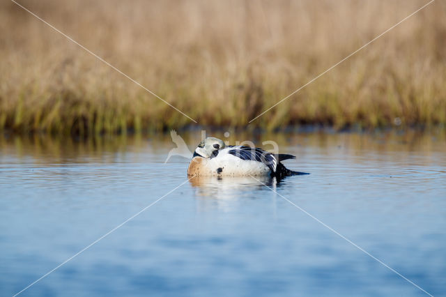 Steller's Eider (Polysticta stelleri)