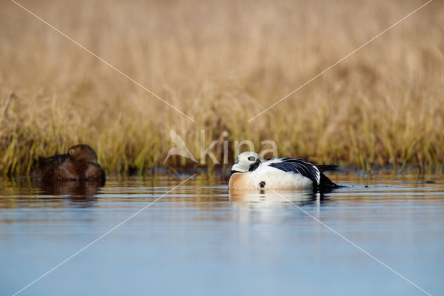 Steller's Eider (Polysticta stelleri)