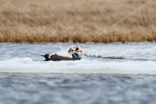 Spectacled Eider (Somateria fischeri)