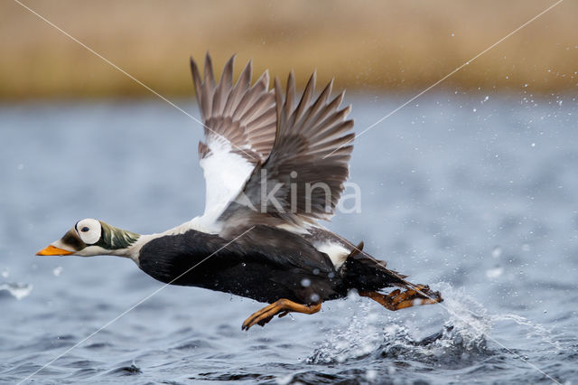 Spectacled Eider (Somateria fischeri)