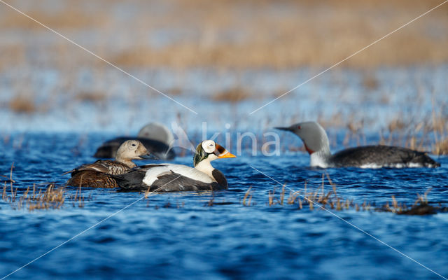 Spectacled Eider (Somateria fischeri)