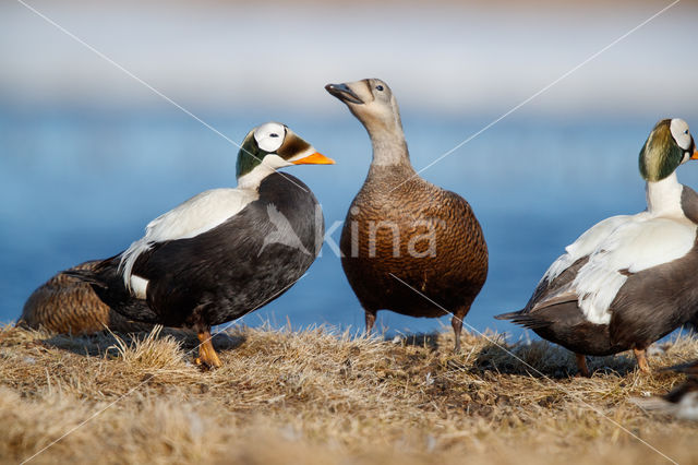 Spectacled Eider (Somateria fischeri)