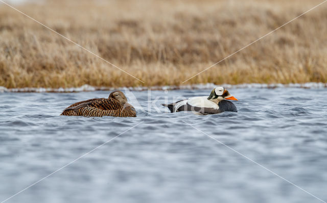 Spectacled Eider (Somateria fischeri)