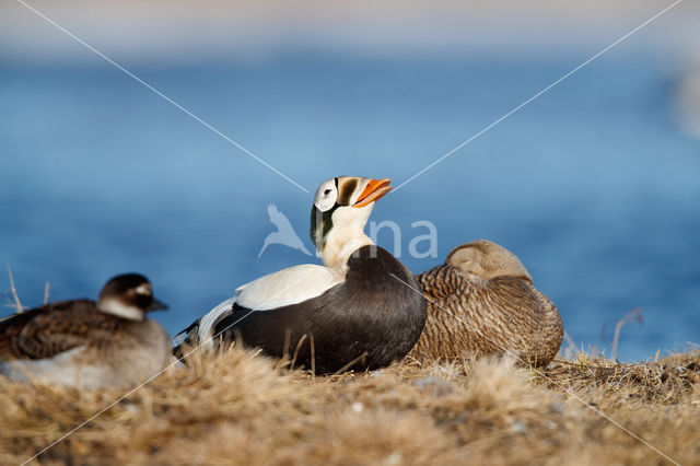 Spectacled Eider (Somateria fischeri)