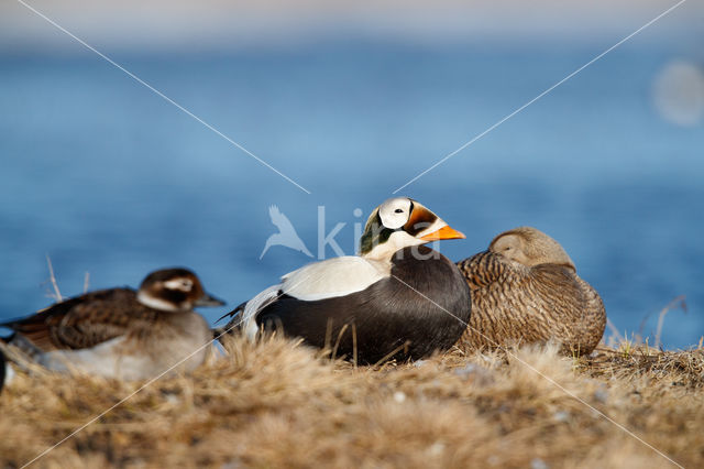 Spectacled Eider (Somateria fischeri)