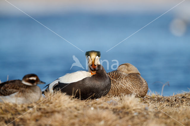 Spectacled Eider (Somateria fischeri)