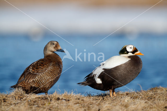 Spectacled Eider (Somateria fischeri)