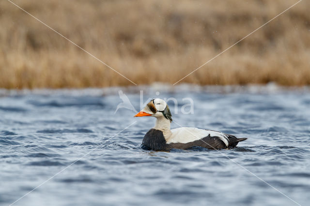 Spectacled Eider (Somateria fischeri)