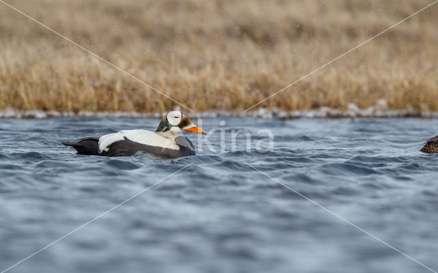 Spectacled Eider (Somateria fischeri)