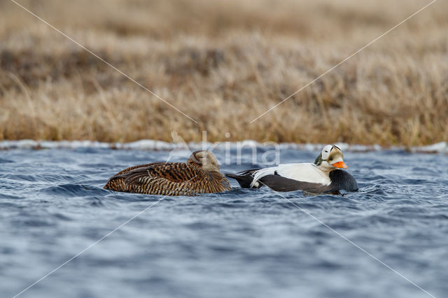 Spectacled Eider (Somateria fischeri)