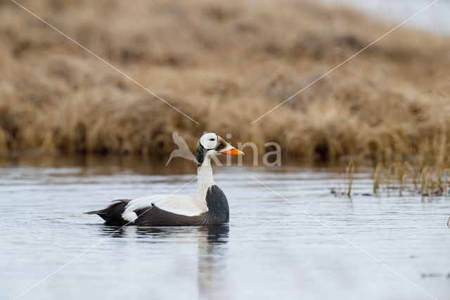 Spectacled Eider (Somateria fischeri)