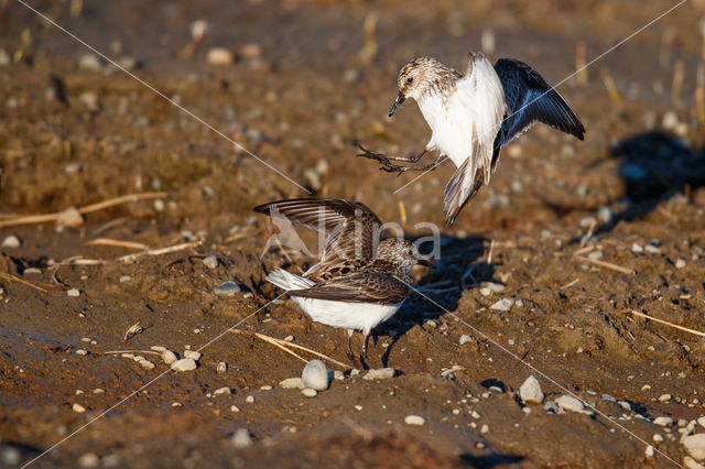 Grijze Strandloper (Calidris pusilla)