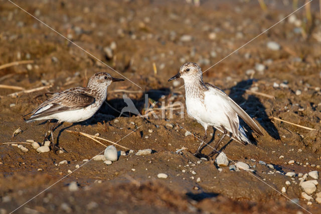 Grijze Strandloper (Calidris pusilla)