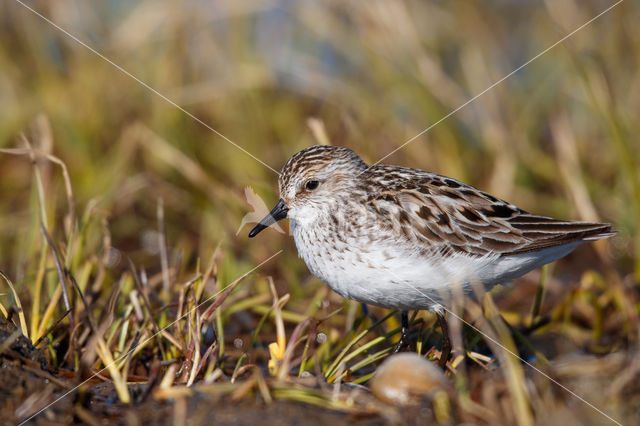 Semipalmated Sandpiper (Calidris pusilla)