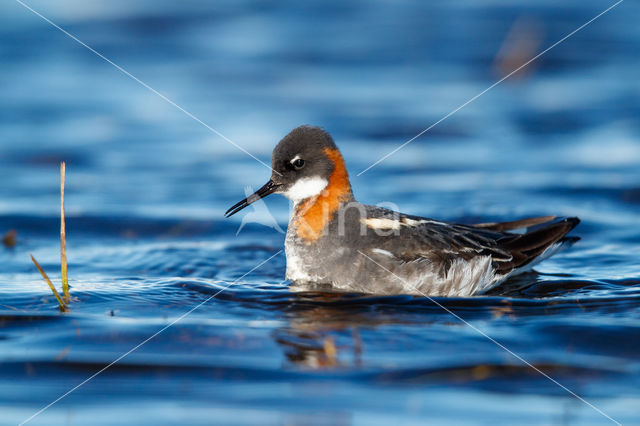 Grauwe Franjepoot (Phalaropus lobatus)