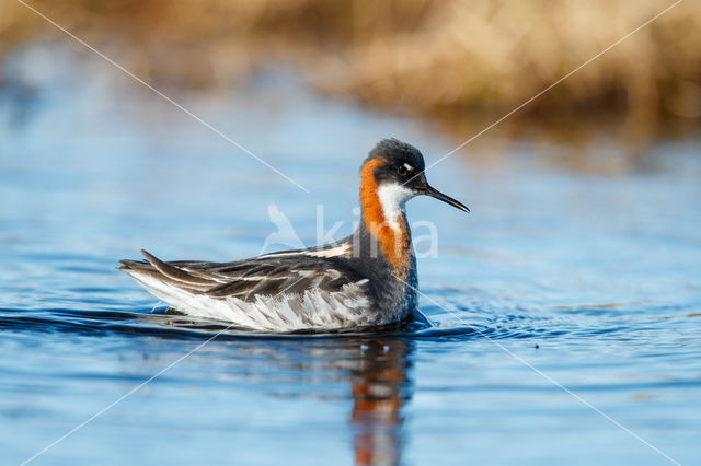 Grauwe Franjepoot (Phalaropus lobatus)