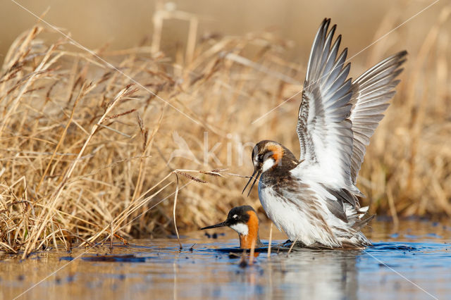 Red-necked Phalarope (Phalaropus lobatus)