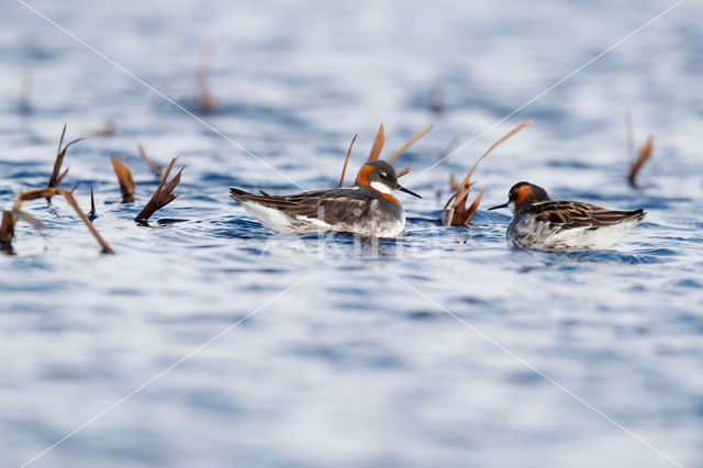 Grauwe Franjepoot (Phalaropus lobatus)