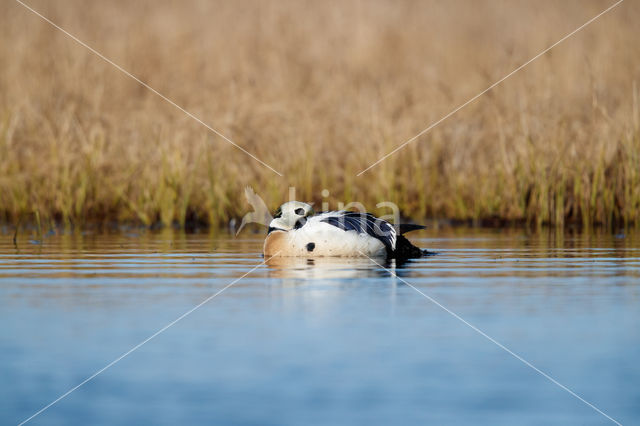 Steller's Eider (Polysticta stelleri)