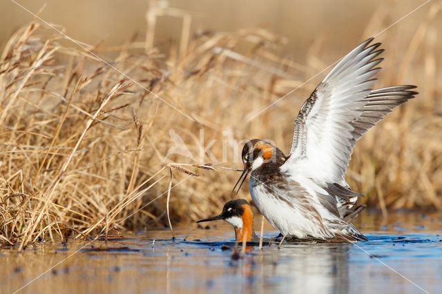 Red-necked Phalarope (Phalaropus lobatus)