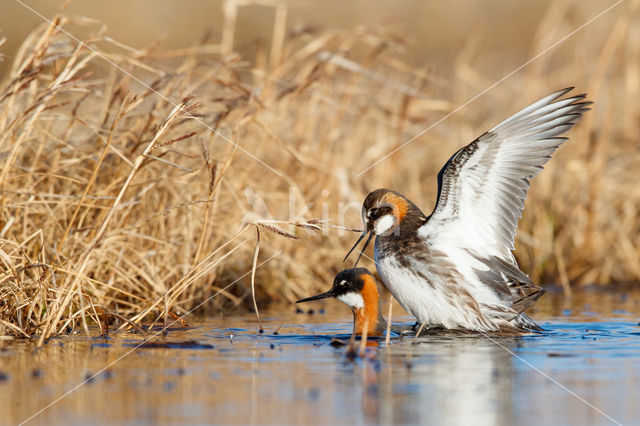 Red-necked Phalarope (Phalaropus lobatus)