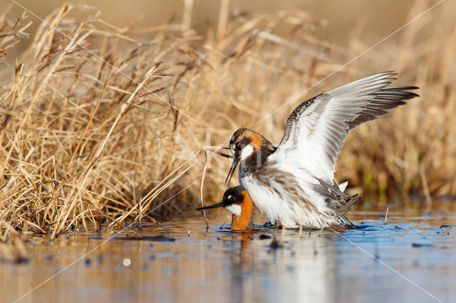 Red-necked Phalarope (Phalaropus lobatus)