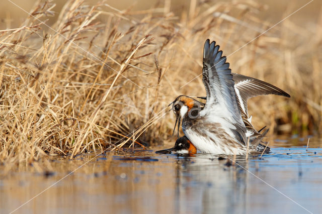 Grauwe Franjepoot (Phalaropus lobatus)