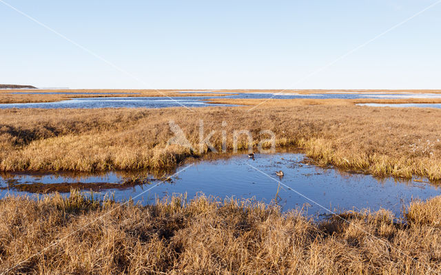 Red-necked Phalarope (Phalaropus lobatus)