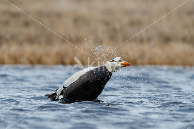 Spectacled Eider (Somateria fischeri)