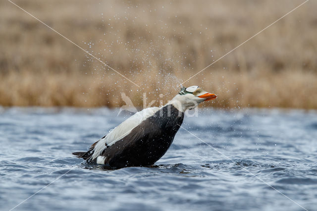 Spectacled Eider (Somateria fischeri)